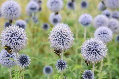 Banat globe thistle (Echinops bannaticus 'Taplow Blue'), Osnabrück University of Applied Sciences,