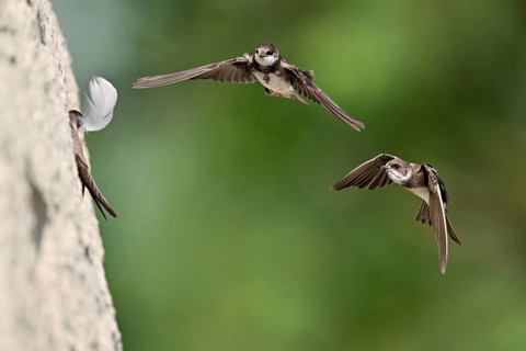 Sand martins (Riparia riparia), in flight, Reussegg nature reserve, Canton Aargau, Switzerland