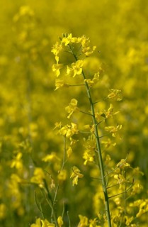 Brassica napus, brassicaceae, cruciferous vegetables, rapeseed, flora, high size, portrait format,