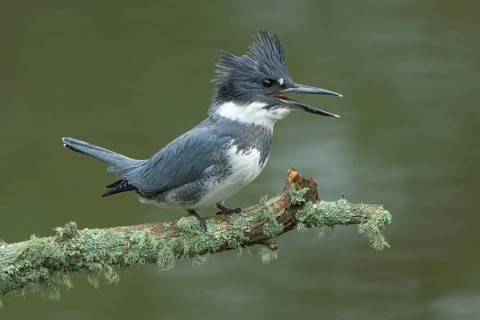 Belted Kingfisher (Megaceryle alcyon) male perched on a branch, Colorado, USA