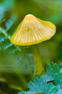 Hygrocybe glutinipes, sticky sapling, mucosal sapling, fungi, fungus, high size, vertical format,