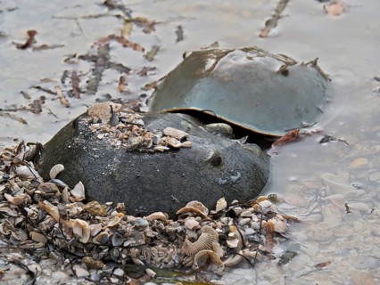 Atlantic horseshoe crab (Limulus polyphemus)