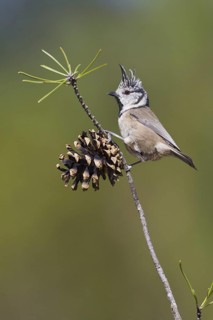 European Crested Tit (Lophophanes cristatus), Portugal