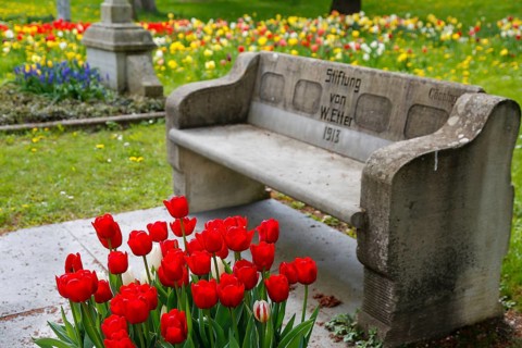 Gönningen tulip blossom, historic Gönningen cemetery, stone bench with inscription, donated by W.