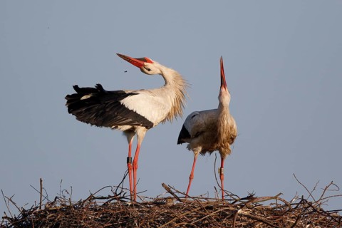 White Stork (Ciconia ciconia) pair at nest, North Rhine-Westphalia, Germany