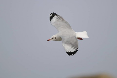 Brown-headed Gull (Chroicocephalus brunnicephalus) flying, Sri Lanka