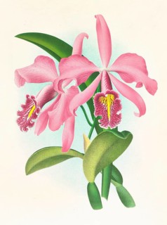 Orchid, Cattleya maxima, authentic reproduction of an illustration by Jean Jules Linden (1817 -