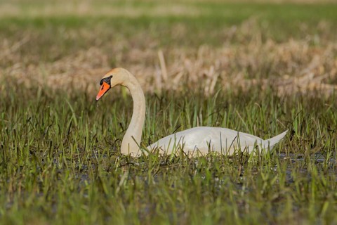 Mute swan (Cygnus olor) swimming in shallow wetland meadow with emerging grass, Poland