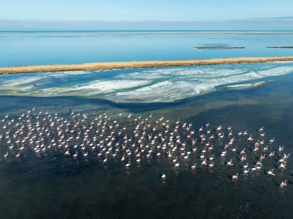 Greater Flamingos (Phoenicopterus ruber) at the Walvis Bay lagoon. Aerial view. Drone shot. Walvis