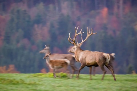 An Altai maral stag, Altai wapiti or Altai elk (Cervus canadensis sibiricus) stands on a meadow in