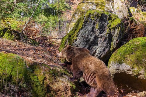 An adult male brown bear (Ursus arctos arctos) walks over moss-covered rocks in a forest