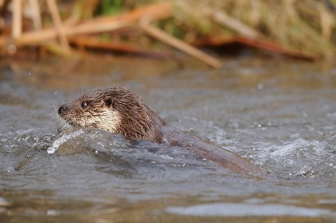 An otter emerges in the water, surrounded by natural plants, otter (Lutra lutra), Bavaria