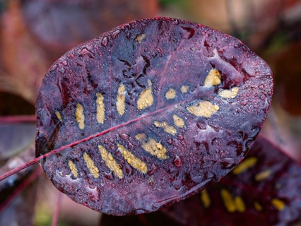 Eurasian Smoke Tree (Cotinus coggygria), or Wig Bush, raindrops on the leaves, Hesse, Germany