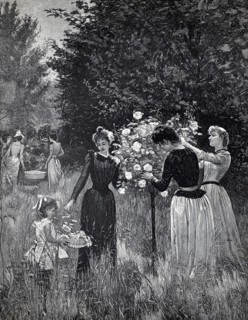 Several woman cut rose petals from a rose bush to extract rose water, 1896, authentic, digitally