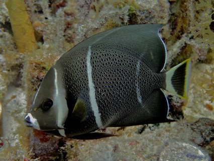 Gray angelfish (Pomacanthus arcuatus)