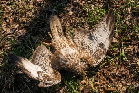 Accipitriformes, Buteo Buteo, Buzzard, Buzzard, Birds of Prey, Victim, Raptors, Dead, Birds