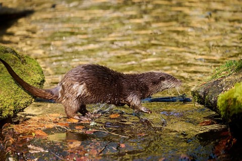 Eurasian otter (Lutra lutra) on the shore of a little lake in the bavarian forest, Bavaria, Germany
