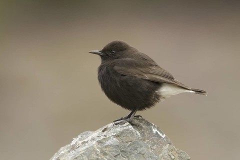 Black Wheatear (Oenanthe leucura) male, Morocco