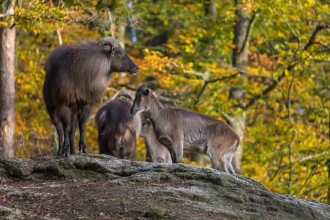 A group of Himalayan Tahr (Hemitragus jemlahicus) standing on rocks in a forest. Green and yellow