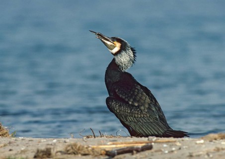 Black shag, cormorant, phalacrocorax carbo, eel, prey, birds, capture, leo, pelecaniformes,