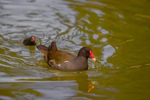 An adult common moorhen (Gallinula chloropus), swims in a pond, followed by one of her chicks