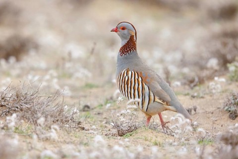 Barbary partridge (Alectoris barbara), Perdrix gambra, Perdiz Moruna, Lanzarote, Canary Islands,