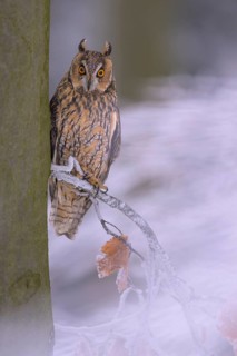 Long-eared owl (Asio otus), sitting on a beech branch covered with hoarfrost in a winter forest,