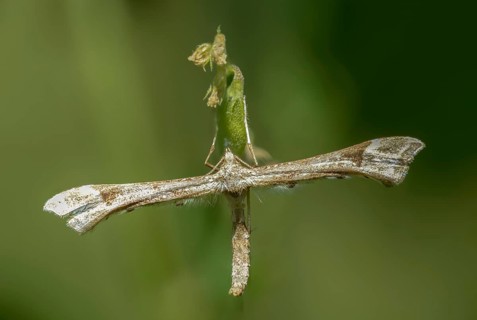 Feather moth, Platyptilia nemoralis, giant feather moth, insects, moths, moths, butterflies