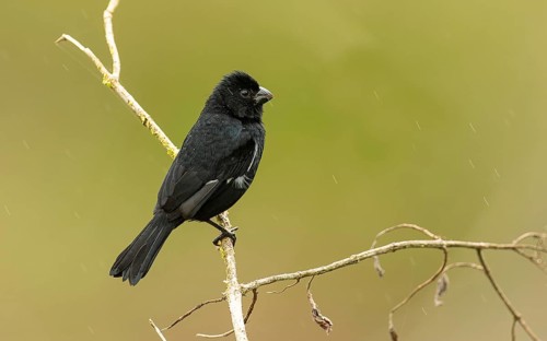 Dickschnabel-Reisknacker (Sporophila funerea) im Regenwald von Costa rica