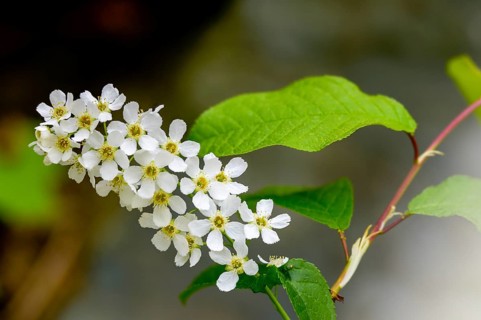 Eagle cherry, elsen cherry, common grape cherry, Mayday tree, Prunus padus, rosaceae, rose family,