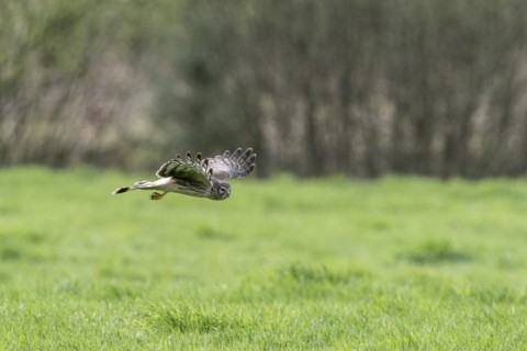 Hen harrier (Circus cyaneus), Emsland, Lower Saxony, Germany