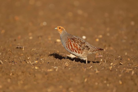 Grey or Hungarian or English partridge (Perdix perdix) adult bird running in a farmland field,
