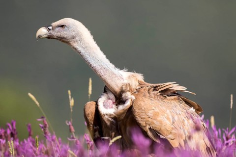 Griffon Vulture (Gyps fulvus) in field, Madrid, Spain