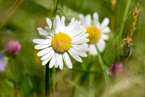 Flowering daisies (Leucanthemum) and grasses in a wild, natural flower meadow, Germany