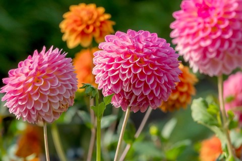 Dahlia (Dahlia), Münsterland, North Rhine-Westphalia, Germany