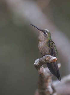 Hispaniolan Emerald (Chlorostilbon swainsonii) female perched on a branch, Dominican Republic