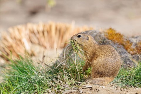 A fully grown European ground squirrel (Spermophilus citellus) carries nesting material in its