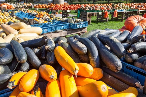 Different marrows and squashes, pumpkins and Zucchini, (Cucurbita pepo) for sale, Germany, Europe,
