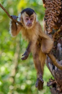 An attentive capuchin monkey hangs on a branch in the jungle and observes its surroundings,