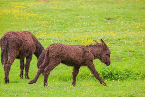 A mixed breed donkey foal runs across a green meadow