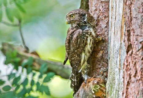 Eurasian Pygmy Owl (Glaucidium passerinum) female at breeding cavity with prey, Bavaria, Germany