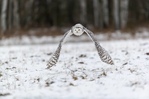 One snowy owl, Bubo scandiacus, Bubo scandiaca, Nyctea scandiaca flying over a snowy meadow with a