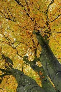 Canopy of European beech, common beech (Fagus sylvatica) tree showing brown and yellow leaves in
