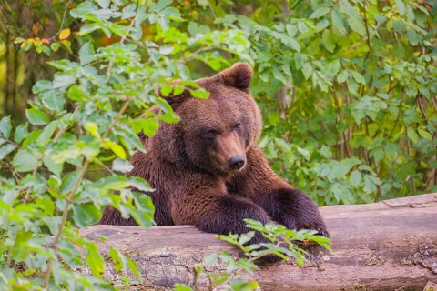 A young male Eurasian brown bear (Ursus arctos arctos) rests on a rotting log lying on the ground
