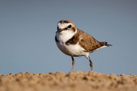 Kentish Plover (Charadrius alexandrinus) male, Lesvos, Greece