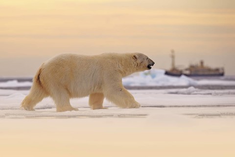 Polar bear on drift ice edge with snow and water in Norway sea. White animal in the nature habitat,