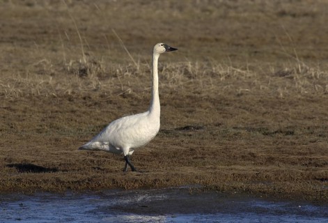 Tundra Swan (Cygnus columbianus), Alaska, USA