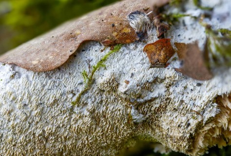 Common toothcrust, oak spiny skin, oak denticle mushroom, oak denticle bark mushroom, grandinia