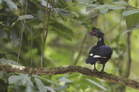 Muscovy Duck (Cairina moschata), Costa Rica