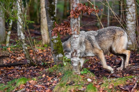 A male gray wolf (Canis lupus lupus) runs across a forest in low light